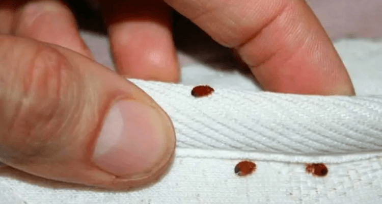 Tunisia-Bedbugs in Tunisia: Details from Ministry of Health