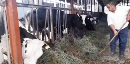 Tunisia-Tunisian dairy farms on alert against tuberculosis