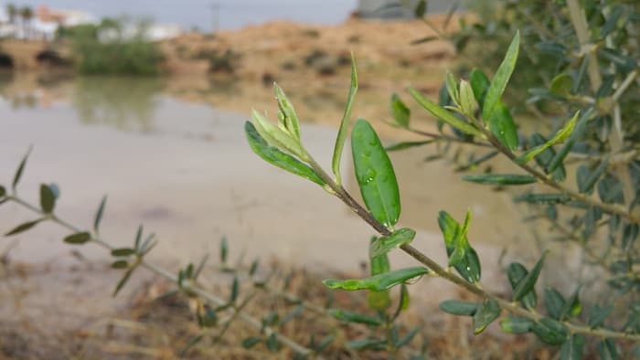 Tunisia-INM – Rains in 21 governorates: Quantities registered during last 24 hours