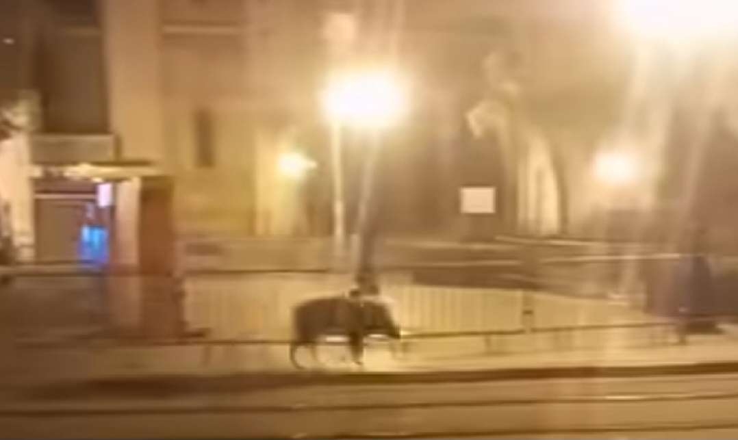 Tunisia-Happening in capital… feral pig wanders on Habib Bourguiba Avenue, !!