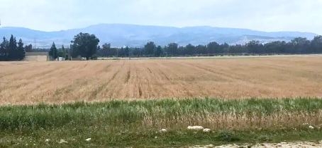 Tunisia – Siliana: Large crops affected by high temperatures and lack of precipitation