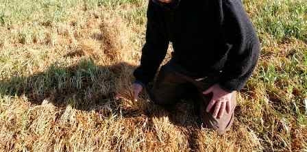 Tunisia – Thousands of hectares of cereal crops damaged by drought