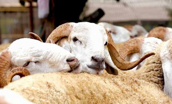 International Astronomical Center announces  date of Eid al-Adha