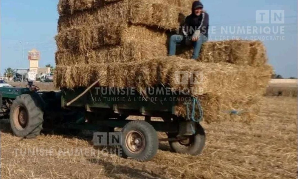 Tunisia-Cap Bon: Start of  harvest season this Thursday