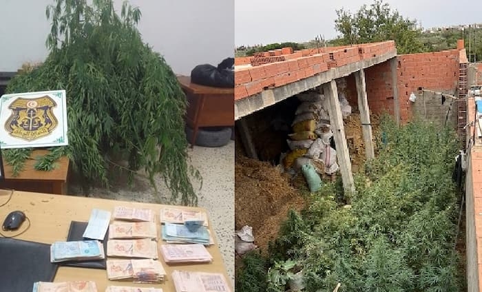 Tunisia-Nabeul: Seizure of 532 marijuana plants in Menzel Temime