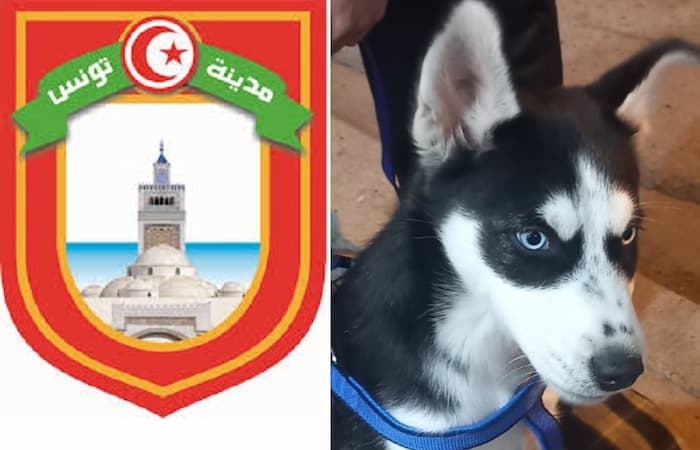 Tunis Municipality calls for dogs and cats to be vaccinated against rabies