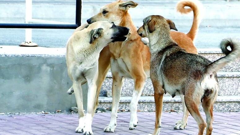 نابل: المعاينات الميدانية والتحاليل المخبرية تفضي إلى رصد 33 إصابة بداء الكلب الحيواني