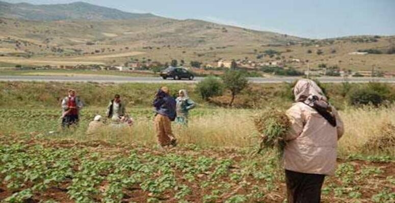 عدد من القوانين الموضوعة لفائدة المرأة في تونس في حاجة الى المراجعة حتى تتلاءم مع حاجيات المرأة الريفية (باحثة في النوع الاجتماعي)