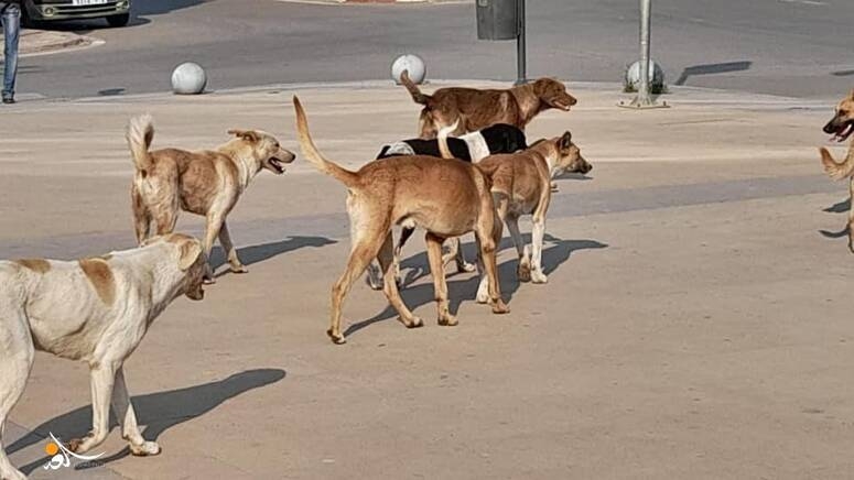 عميد البياطرة: 'يجب تلقيح الكلاب السائبة..'video