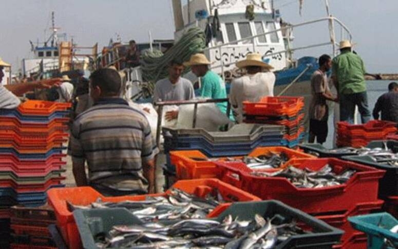 مدنين: موسم صيد بحري متنوع بسواحل الولاية