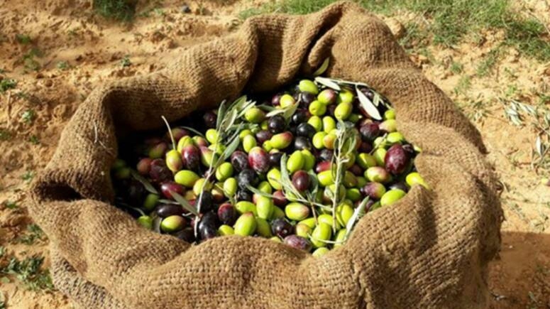 نابل: توقعات بإنتاج 62 ألف طن من زيتون الزيت و5600 طن من زيتون المائدة بزيادة 4 بالمائة مقارنة بالموسم الفارط