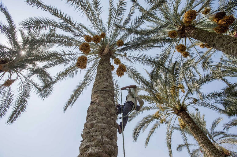 توزر: تقييم تجارب حقلية أجريت في ضيعة بحامة الجريد لاختيار أفضل أنواع فحول النخيل والتلقيح الآلي