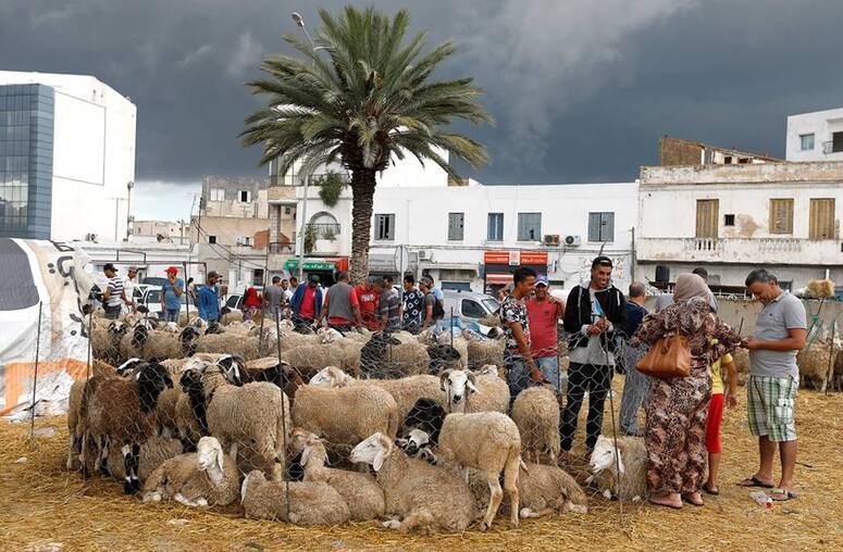 اعتماد سعر مرجعي لأضاحي العيد لهذا العام ب 800ر17 دينارا للكلغ الحي