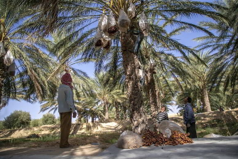 قبلي: انطلاق موسم جني صابة التمور في عدد من واحات الجهة