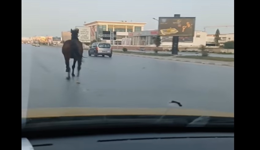 Un cheval galope sur la route de la Marsa