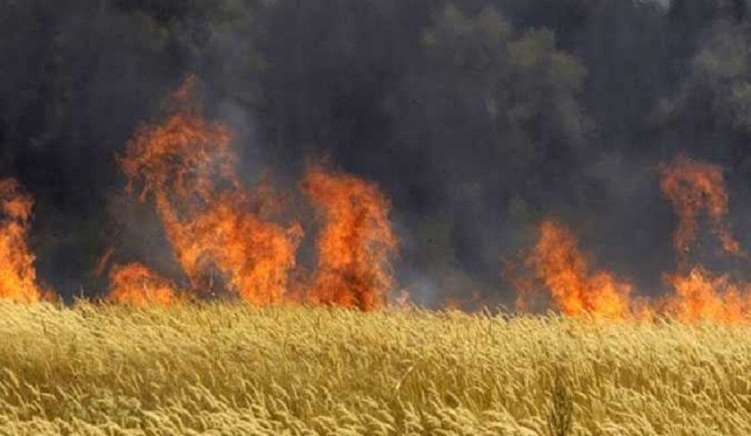 Béja : trois incendies détruisent plus de 25 hectares de céréales