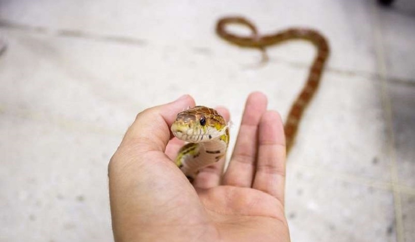 Sousse : un agent licencié introduit un serpent mort au service de réanimation du CHU de Sahloul