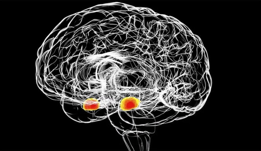 Vrai/Faux : 5 idées reçues sur le virus de la rage