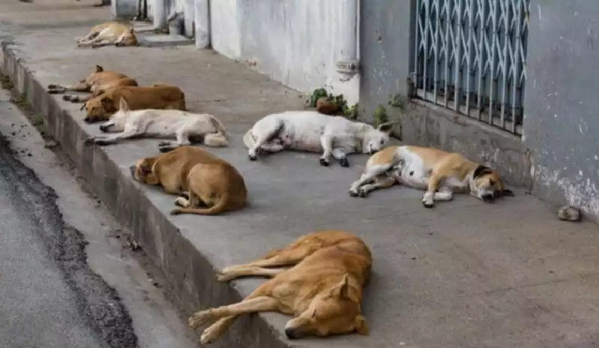 Ahmed Rejeb : l'abattage des chiens errants n'a pas vraiment d'impact