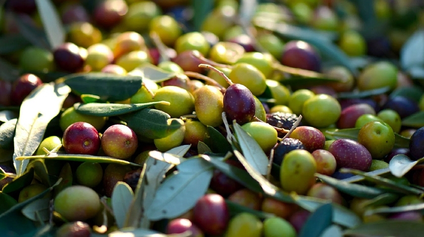 Arrêt de la récolte des olives dans tout le pays, alerte Anouar Harathi