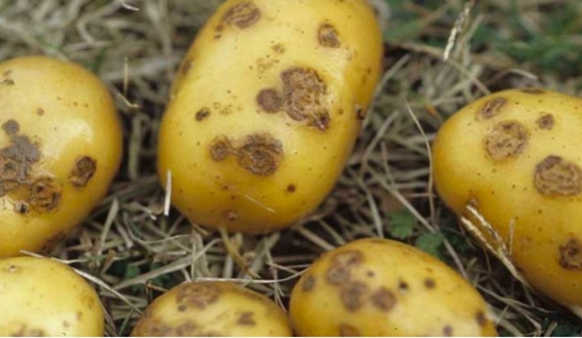 Scandale au port de Sousse : les 3.000 tonnes de pommes de terre importées contaminées !