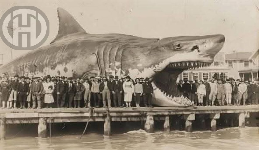 Cette photo du requin géant est générée par intelligence artificielle