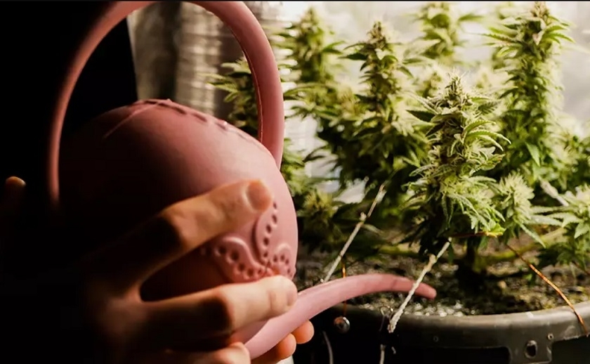 Culture de marijuana à domicile : un homme arrêté à Ras Jebel