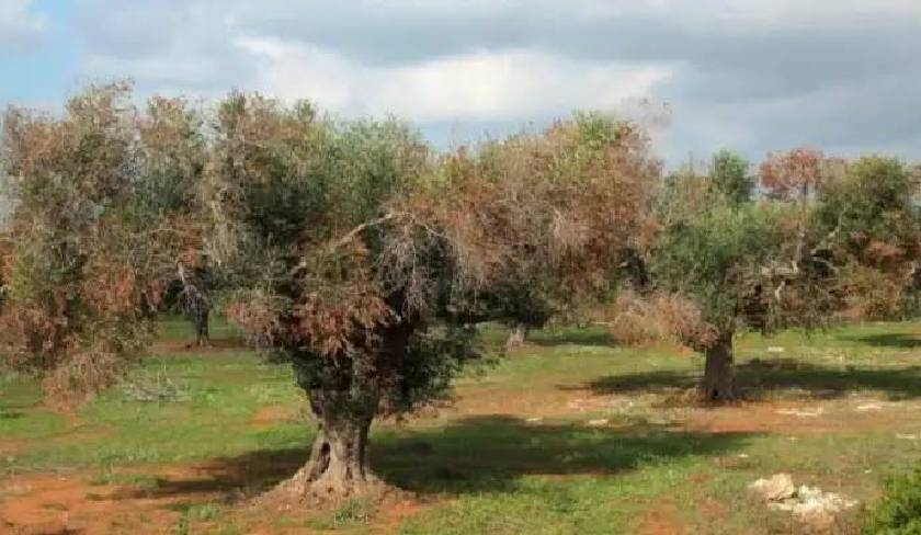 Faouzi Zayani alerte : une catastrophe agricole imminente menace les oliviers tunisiens