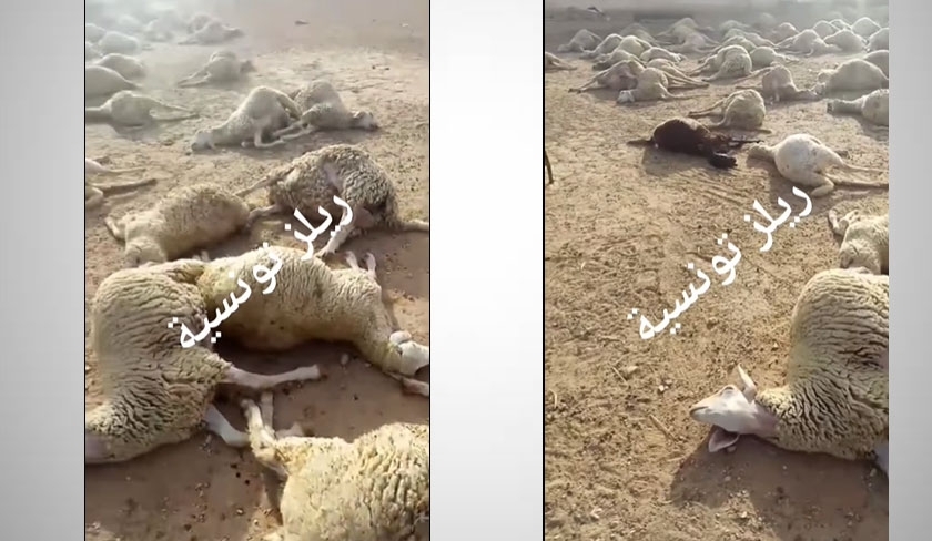 Fausse alerte avant l'Aïd : la vidéo d'un virus chez les moutons est trompeuse