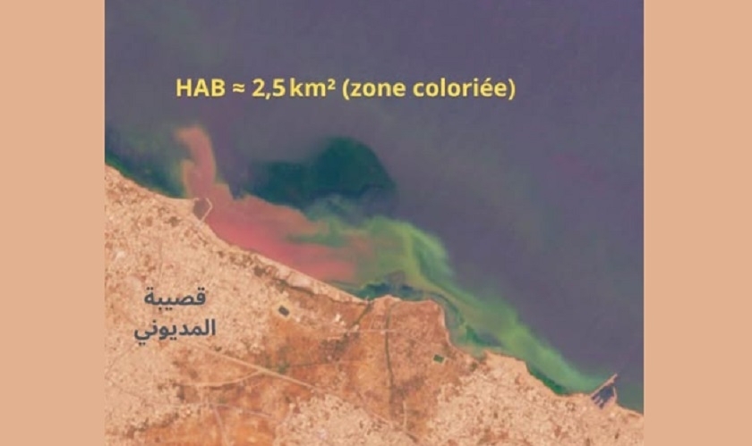 Prolifération d'algues au large de Monastir : Hamdi Hached alerte sur un phénomène inquiétant