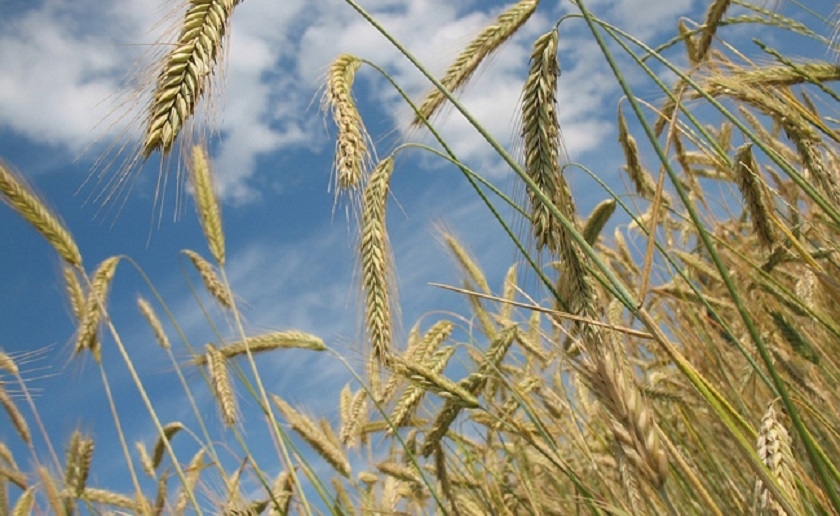 Céréales : une campagne prometteuse malgré les aléas climatiques