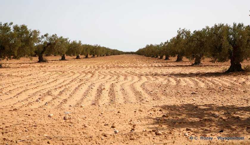 Ouled Ali : les responsables du domaine Châal étaient en état de panique