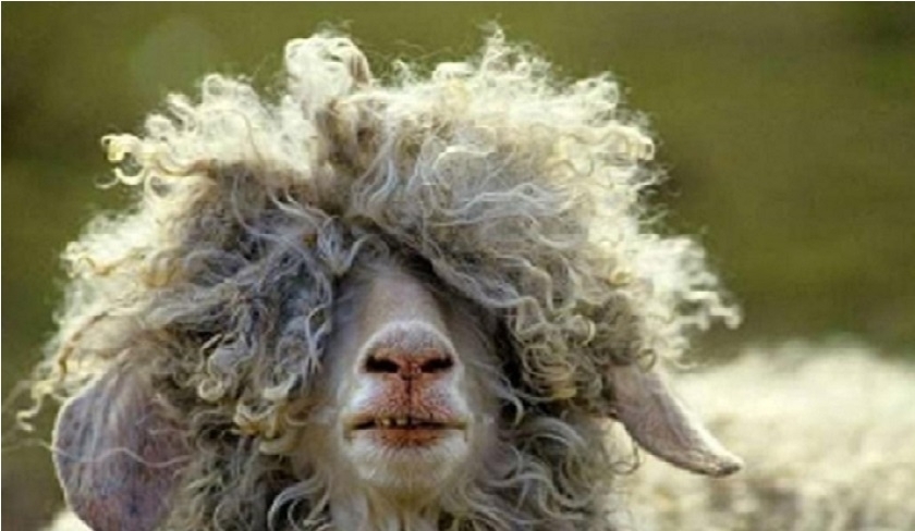 Moutons moins chers : l'Utap explique la baisse des prix en 2025