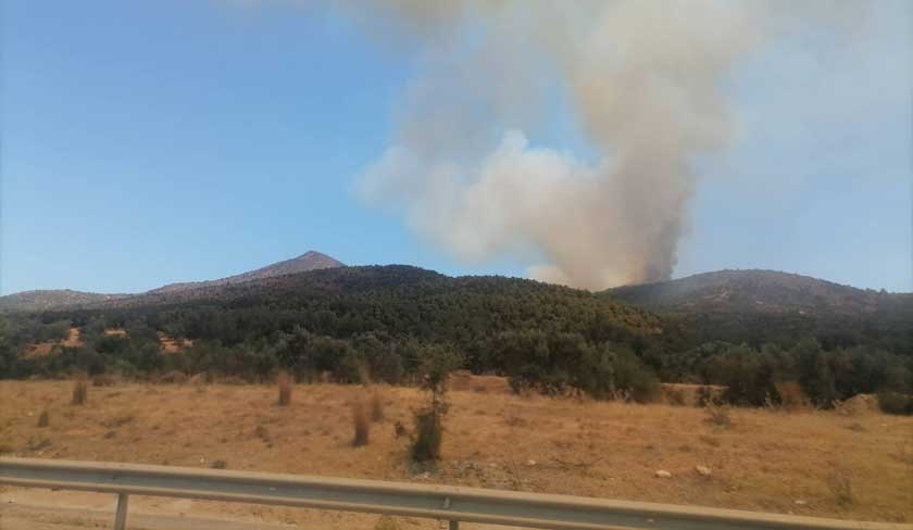 Bizerte : un incendie détruit trois hectares et treize ruches d'abeilles