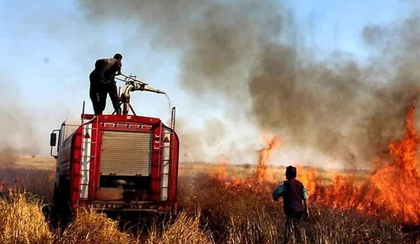 Plus de quinze hectares de cultures détruits par les flammes à Béja