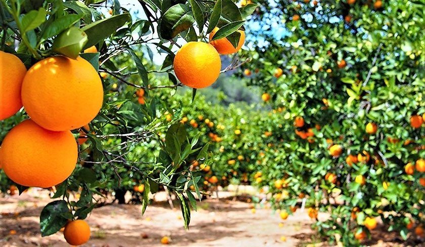 Baisse attendue de la production des agrumes de 10%