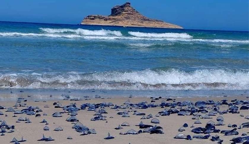 Tunisie : ces photos montrent des vélelles sur la plage de Bizerte