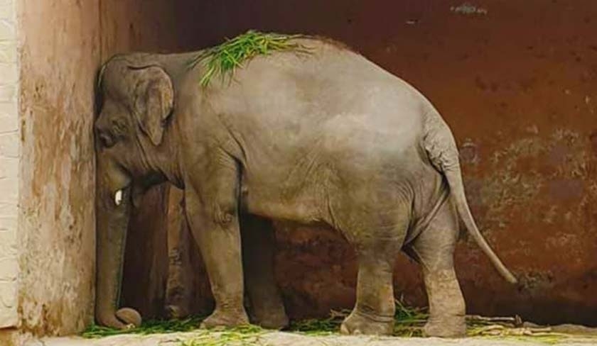 L'éléphant dépressif est-il celui du zoo du Belvédère '