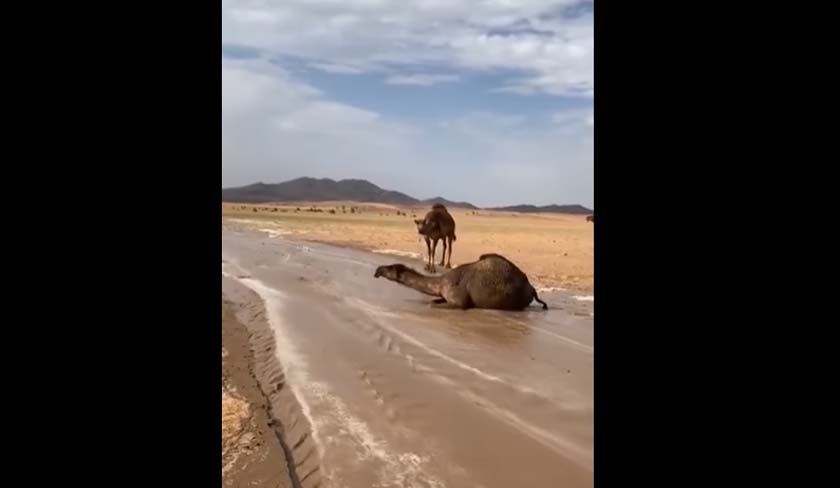 Cette vidéo de dromadaires a-t-elle été prise en Tunisie '