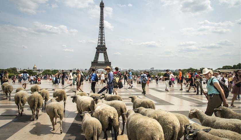 Des moutons au pied de la Tour Eiffel à l'occasion de l'Aïd : qu'en est-il '