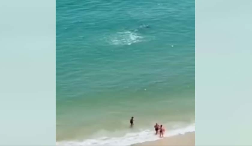 Un requin sur la plage de Mahdia ' Qu'en est-il '