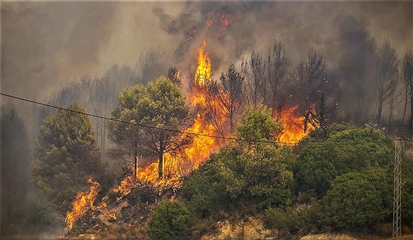 Ariana : un incendie détruit plus de deux hectares de forêt à la montagne de Jaâfar