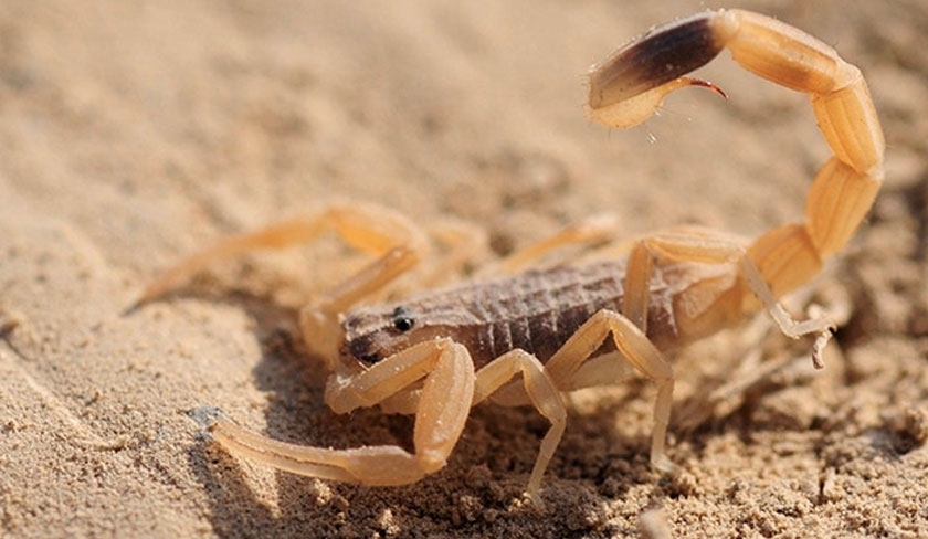 Accusé d'exploiter des enfants pour se procurer des scorpions, l'Institut Pasteur répond