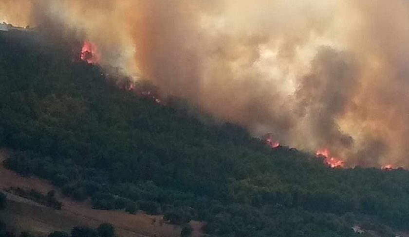 Jendouba - Trois incendies se déclarent simultanément dans des forêts