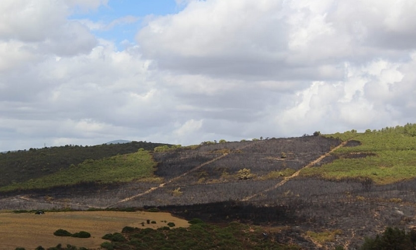 Les incendies de Bizerte, Béja et Jendouba maîtrisés