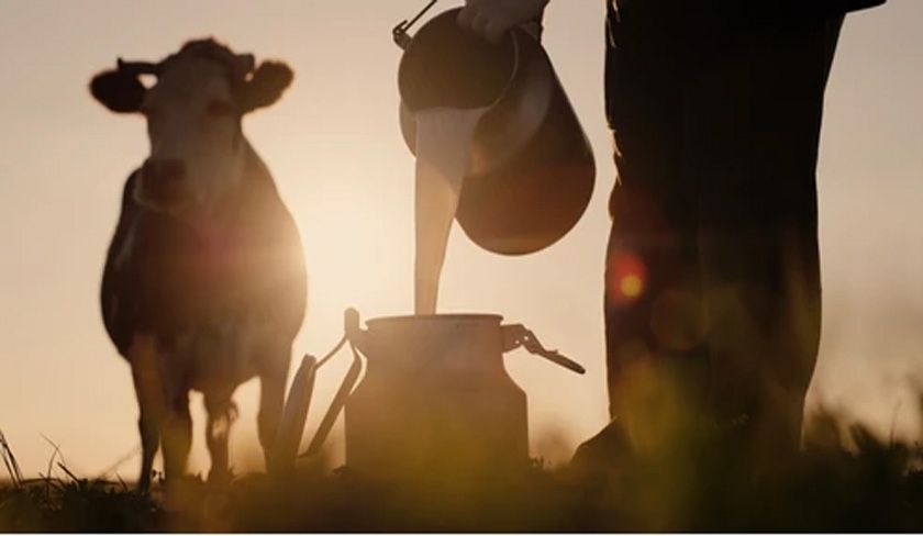 Karim Daoud : le prix du lait doit être révisé au niveau de l'agriculteur