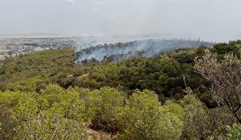 Incendie à Ennahli : seize hectares ravagés par le feu