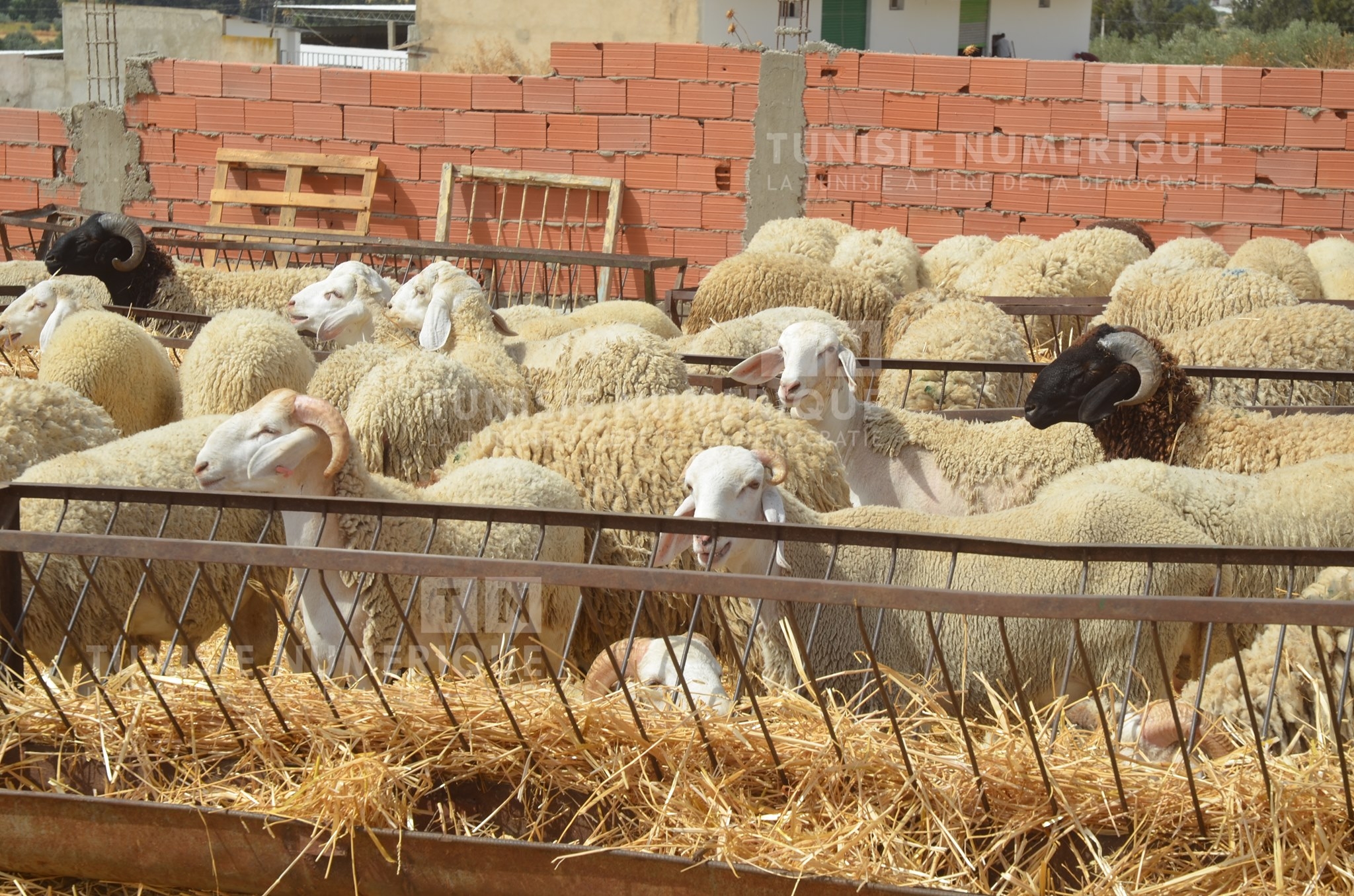 Zarzis : un seul point de vente autorisé pour les moutons de l’Aïd, les ventes...