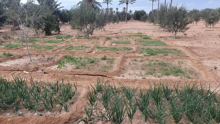 Jendouba : Les agriculteurs déplorent la pénurie de l’eau d’irrigation