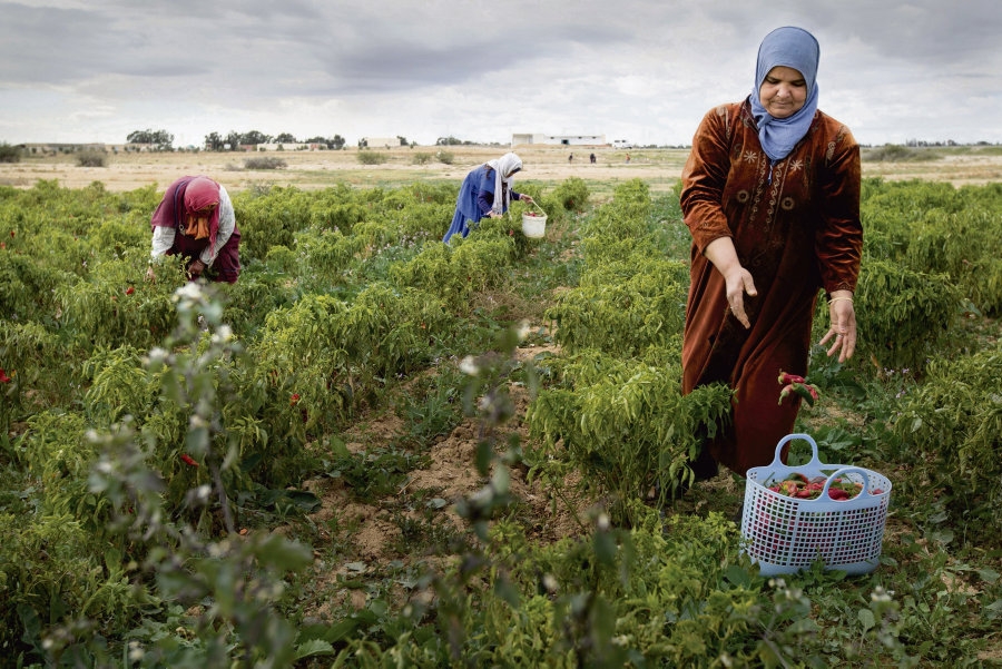 Jendouba : Les agriculteurs appellent le ministère de l’Agriculture pour activer le Fonds des Catastrophes